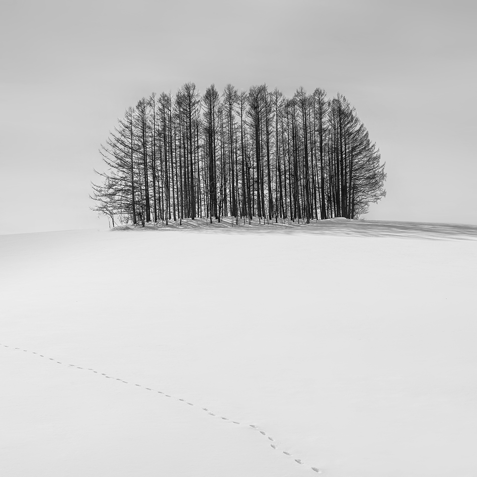 SNOW TREE NO.14 -BIEI -HOKKAIDO -2017