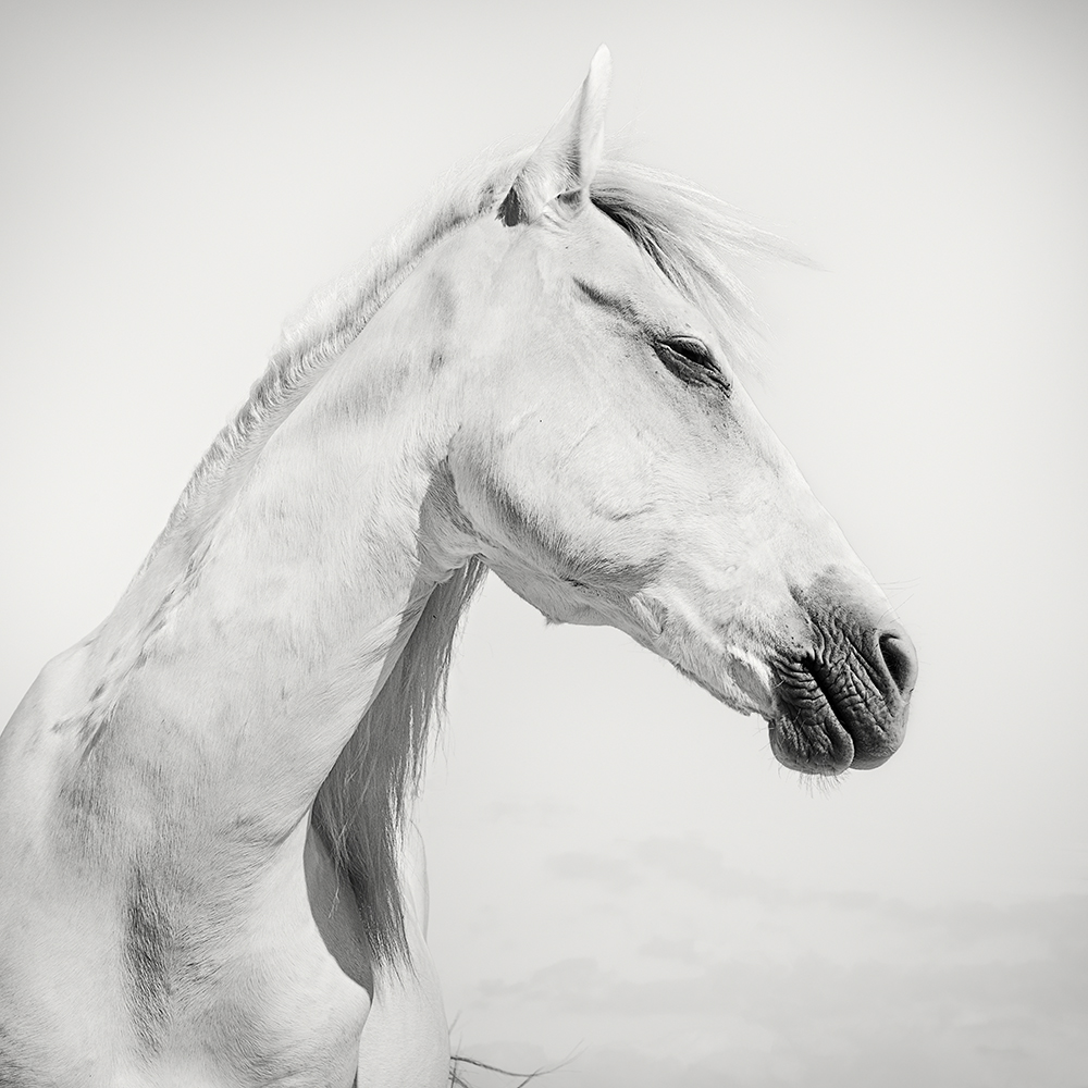 SPIRITED HORSE -NEWFOUNDISLAND -2019
